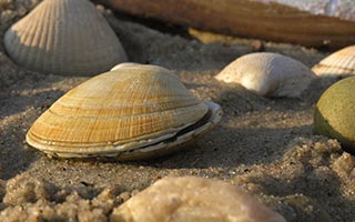 Clamming in Homer Alaska