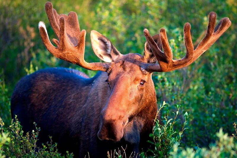 Wynn Nature Center in Homer AK