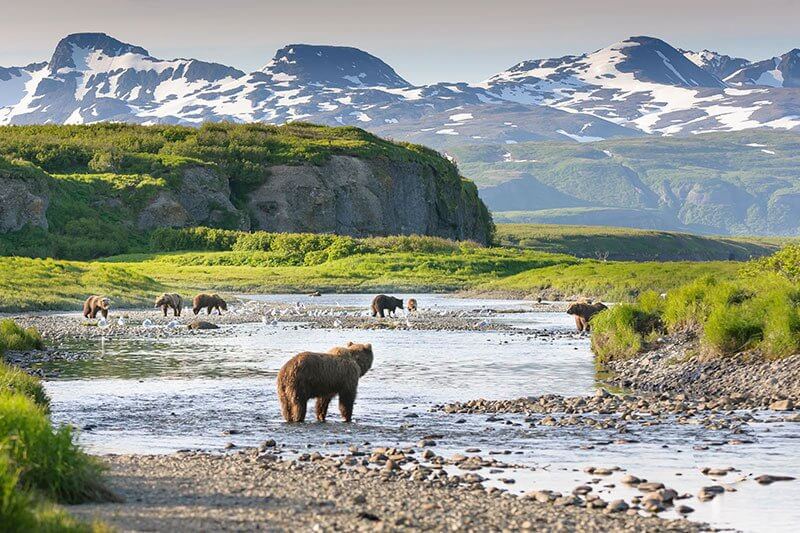Alaskan Bear Viewing