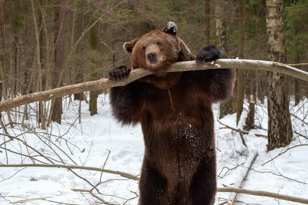 Homer Wildlife Viewing